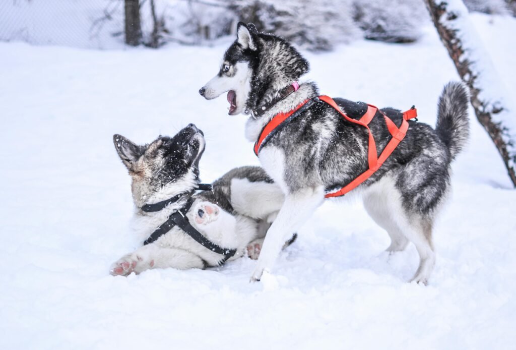 dog sledding
