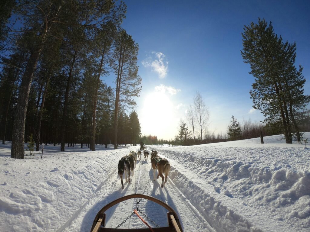 dog sledding 2