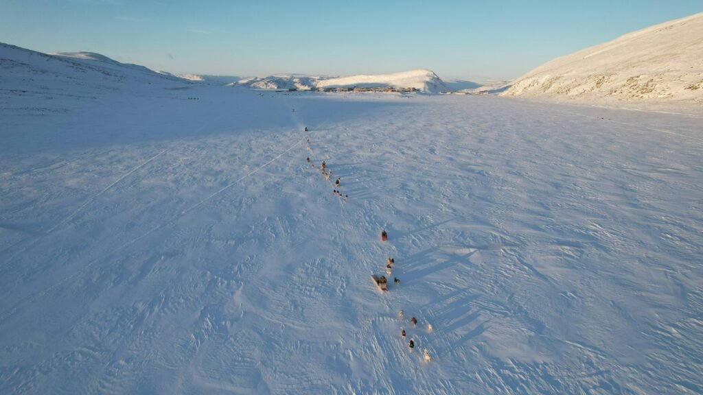 dog sledding 3