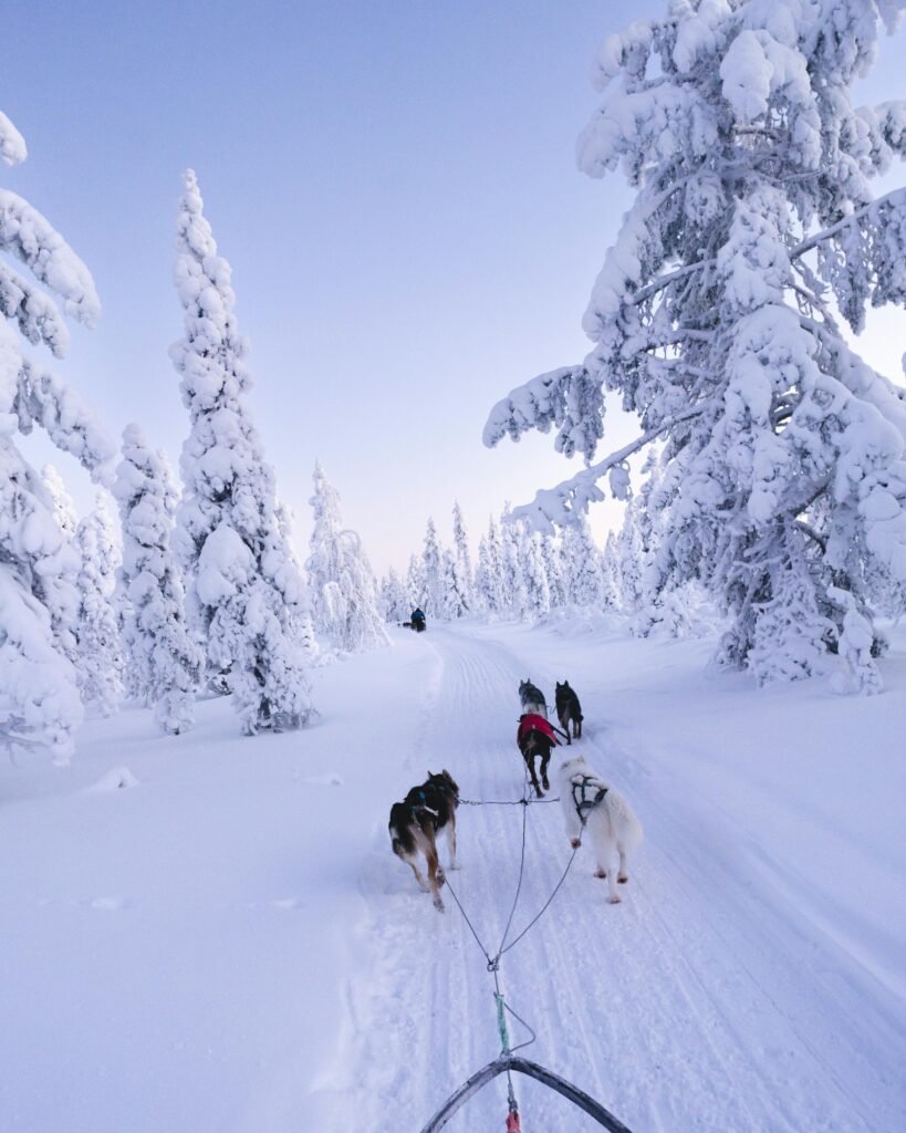 dog sledding 4