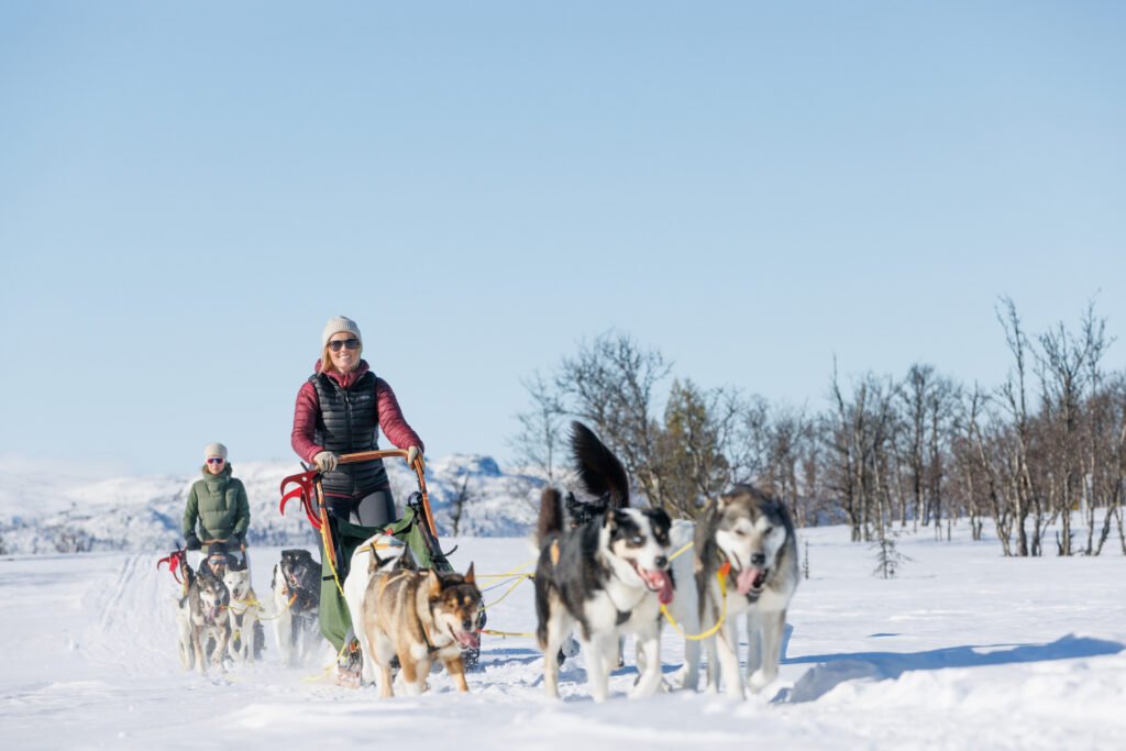 dog sledding 5