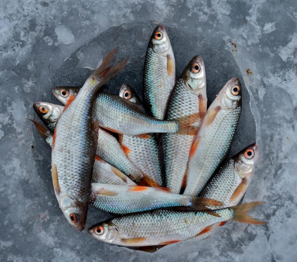 ice fishing 3